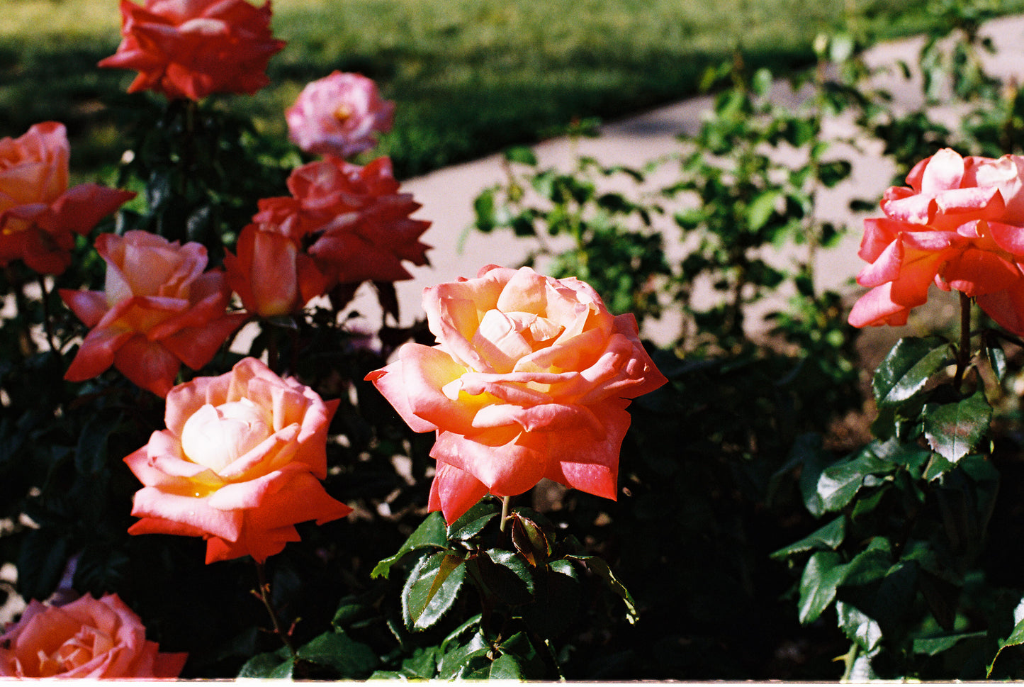 Fresh Flowers Film Digital Print